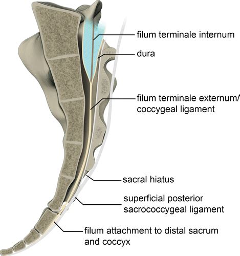 Sacrum And Coccyx Anatomy