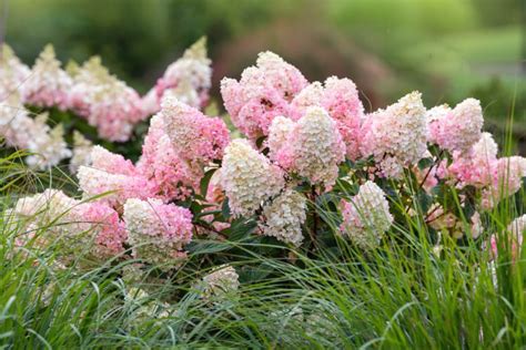 How to Grow and Care for Strawberry Sundae Hydrangea