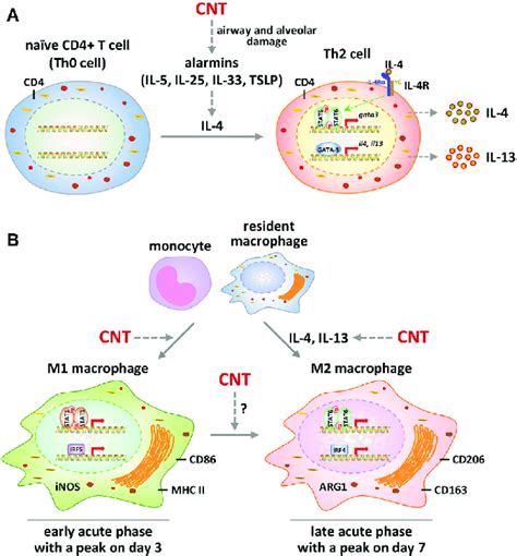 | Polarization and activation of Th2 cells and M1-M2 macrophages by... | Download Scientific Diagram