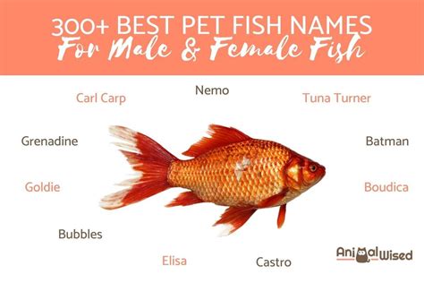 List Of Fish Names And Pictures