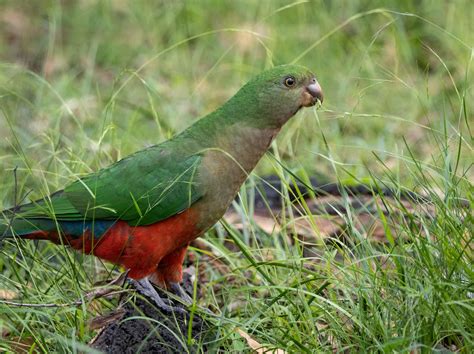 Feeding King Parrots — Atlas of Life