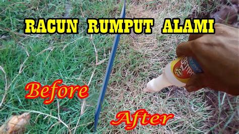 Herbisida Alami Pembasmi Rumput Aman dan Ramah Lingkungan - YouTube