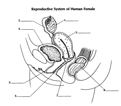 Label The Diagram Of The Female Reproductive System Best Ute