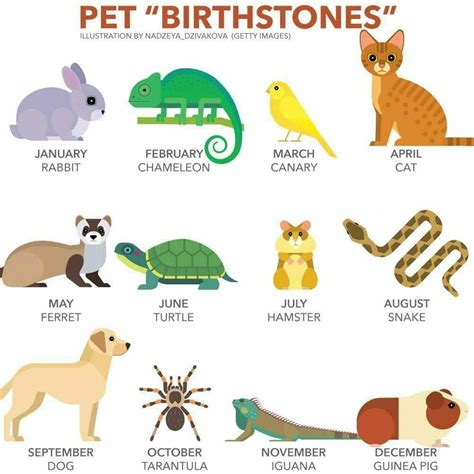 Which is your animal compared your birth month? | 애완동물