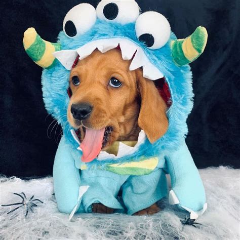 Top 10 Sausage Dog Halloween Costumes!