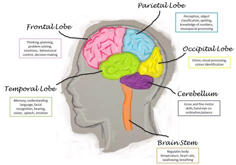 Functions of the Brain Lobe | Brain lobes and functions, Frontal lobe ...