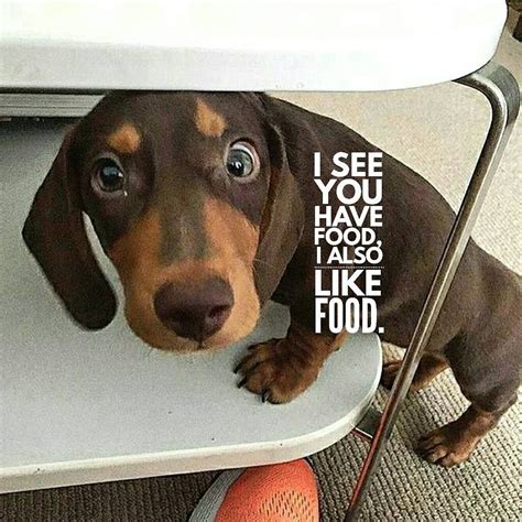 17 Likes, 2 Comments - Dachshund Quotes & Pictures (@mydachshundfamily) on Instagram: “Yeah ...