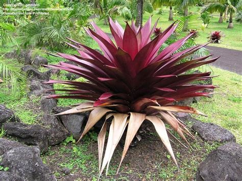 Plant Identification: CLOSED: big red bromeliad, 1 by palmbob