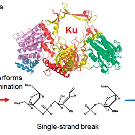 Fig. S3. Scheme of AP site cleavage by different DNA repair enzymes:... | Download Scientific ...