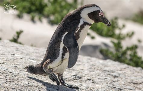 Travel Guide to Boulders Beach Penguins & Cape Point - Phil and Garth