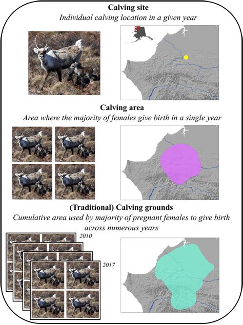 | Annual range of Western Arctic Herd caribou, Alaska. All GPS points ...