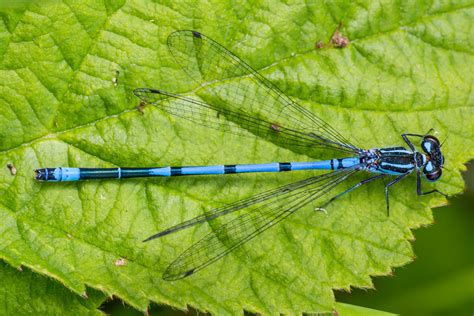 Azure Damselfly - British Dragonfly Society