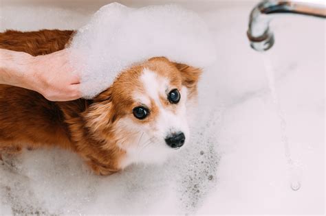 Are Bubbles Bad For Dogs