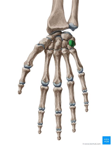 Pisiform bone: Anatomical structure and function | Kenhub