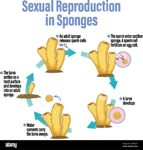 Diagram showing reproduction in sponges illustration Stock Vector Image & Art - Alamy