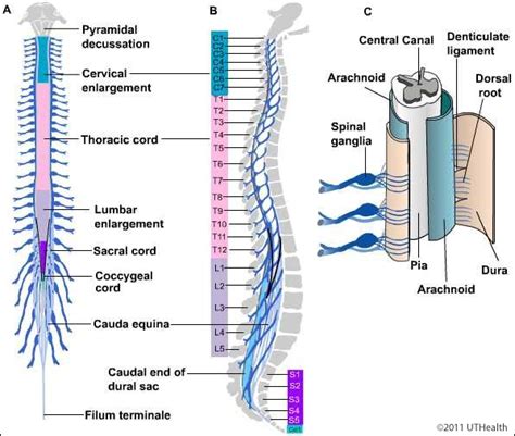 Anatomy Of The Spinal Cord - Anatomical Charts & Posters