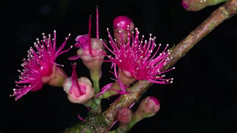 New Guinea has more known plant species than any island in the world