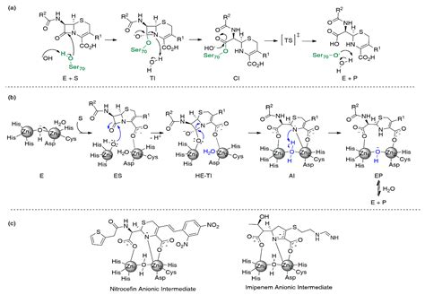 Biomolecules | Free Full-Text | Metallo-β-Lactamase Inhibitors Inspired ...