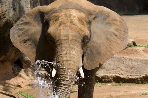 African Elephant - Zoo Atlanta