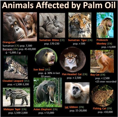 The Palm Industry and Endangered Species - Palm Oil Awareness Initiative