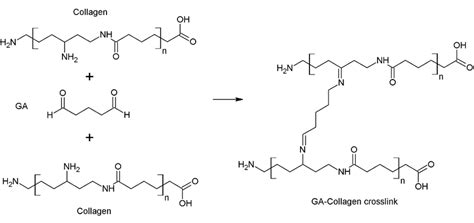 Collagen cross-linking reaction using glutaraldehyde [113,114 ...