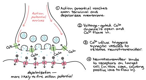 [Solved] Draw and label a diagram of two neurons that are passing along ...