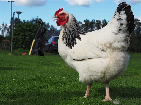 10 Chicken Breeds to Give You the Most Fresh Eggs For You to Enjoy