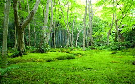 HD wallpaper: a beautiful village in a natural forest, plant, tree ...