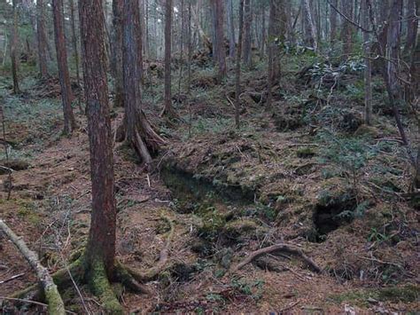 12 Super Haunted Forests You Never Want To Get Lost In