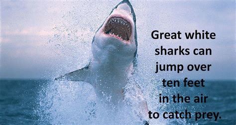 28 Interesting Shark Facts That Will Surprise And Amaze