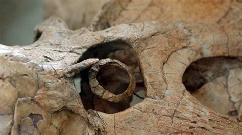 A Look In The Eye Reveals Killer Habits Of Dinosaurs : NPR