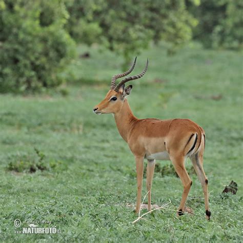 Antelope Impala Photos, Antelope Impala Images, Nature Wildlife Pictures | NaturePhoto