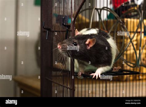 Friendly hooded black and white pet rat exploring cage Stock Photo - Alamy