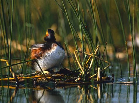 Eared Grebe on Nest stock image. Image of marsh, avian - 14632533