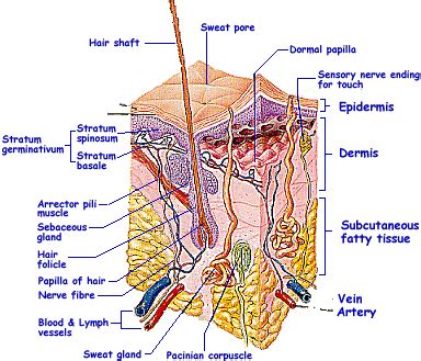 Skin, about skin, epidermis, dermis, subcutaneous, horny layer