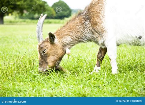 Goat Eating Grass. Stock Images - Image: 10772744