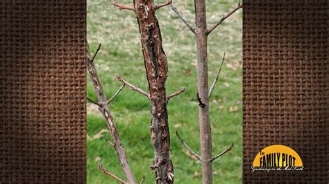 Q&A – Why is the bark splitting on my sugar maples? - YouTube