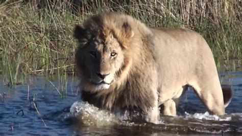 Lions In Water - YouTube