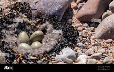 Eider duck nest with eggs in seaweed on a shingle beach Stock Photo - Alamy