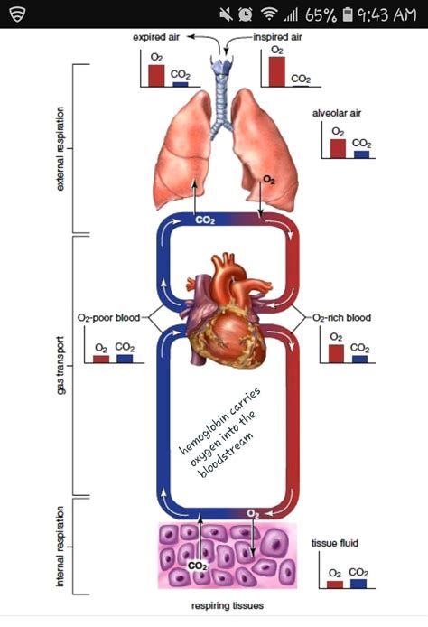 Internal and external respiration College Classes, Education College ...