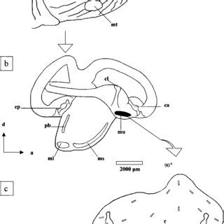 (PDF) Structure and Growth of the Utricular Macula in the Inner Ear of ...