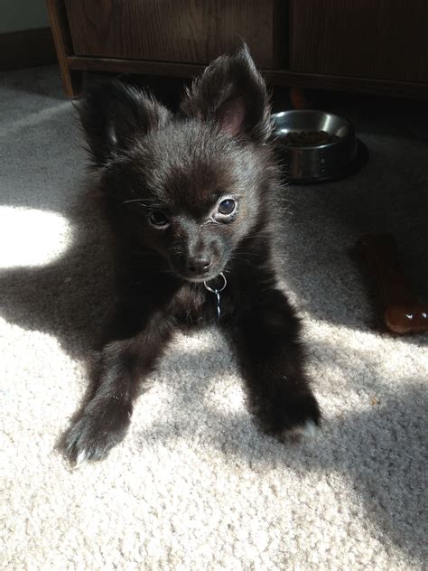 Chihuahua And Pomeranian Mix Black - Pets Lovers