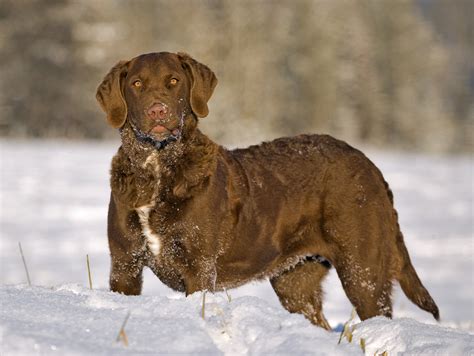 The Chesapeake Bay Retriever: A Versatile and Loyal Canine Companion - All Big Dog Breeds