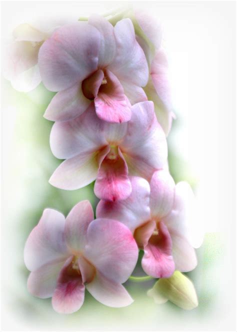 Pink and White Orchids (By Nate A) | Orchids, White orchids, Orchid photography