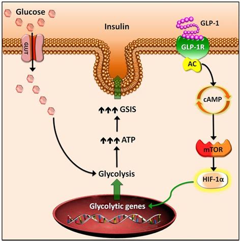 Mechanism Of Action Of Glp 1 Receptor Agonist