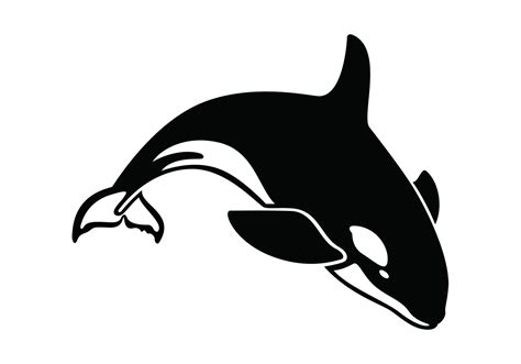 Killer Whale Vector - Download Free Vector Art, Stock Graphics & Images