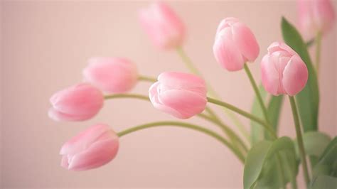 HD wallpaper: Bud, pink, tulips, flowers, pink tulips | Wallpaper Flare