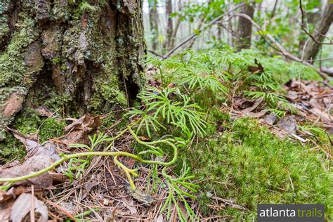 Unicoi State Park Bottoms Loop Trail - Atlanta Trails