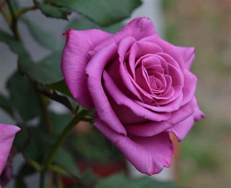 Purple roses: meaning and care - Global Gardening Secrets