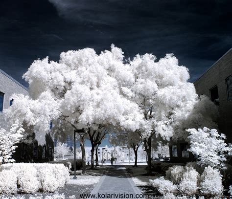 INFRARED PHOTOGRAPHY FALSE COLOR TUTORIAL - Kolari Vision